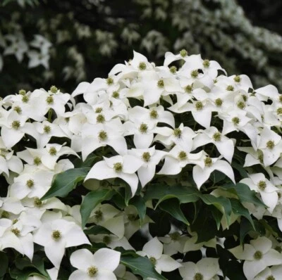 Стартовое дерево Kousa Dogwood - белый цветок Cornus Kousa - высота 12 дюймов - горшок 4 дюйма - Изображение 1 из 4