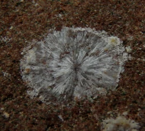 WAVELLITE en PIEDRA ARENISCA ORDOVÍCIA -- República Checa - Cerhovice - Třenice /pf222 - Imagen 1 de 12