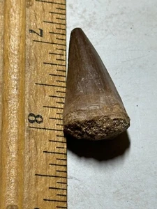 DINOSAURIER MOSASARUS FOSSILE ZÄHNE GROSS - Bild 1 von 3