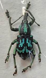 Curculionidae Eupholus browni 25.88mm Papua New Guinea EB10 Beetle Insect Weevil - Picture 1 of 4
