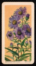 1961 Red Rose Tea Card Wild Flowers of North America #44