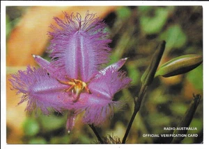 QSL Radio Australia Melbourne Victoria 1977 Common Fringe Lily Shepparton DX SWL - Picture 1 of 1