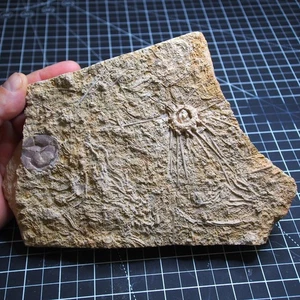 1.1kg Sea urchin Acrosalenia hemicidaroides Crinoid France Jurassic Fossil - Picture 1 of 20