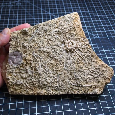 1.1kg Sea urchin Acrosalenia hemicidaroides Crinoid France Jurassic Fossil - Image 1 of 4