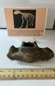 Panthera spelaea Asian Cave L. Vertebra Spine 10,000++ Yrs Old 4.5” CS 307 - Picture 1 of 4