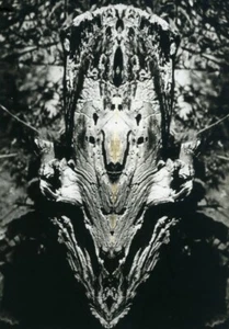France study around a tree stump Abstract Study Photo Deplechin 1975 #16 - Foto 1 di 3