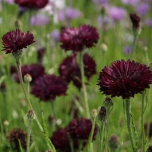 Cornflower / Bachelor's Button ALMOST BLACK Purple Spring Non-GMO 200 Seeds! - Picture 1 of 6