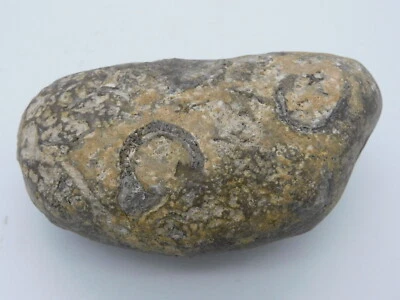 Rock, Egg, Poop, Or Unknown Full Of Fossils For Self Discovery One Of A Kind. - Image 1 of 4