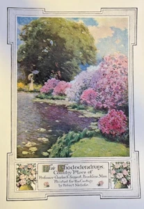 Revista de colección 1911 ilustración rododendros Country Place Charles S Sargent - Imagen 1 de 1