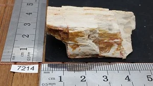 BOIS FOSSILE pierre brute mineraux collection pétrifié reiki esoterisme brut - Imagen 1 de 1