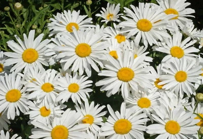 1000 DWARF SHASTA DAISY Flower Seeds Chrysanthemum "Silver Princess" - Image 1 of 4