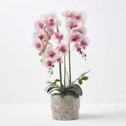 Orchid Plants Phalaenopsis Orchid Flower Silk-like Polyester in Decorative Pot