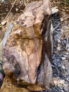 15,48 Pfund Biggs Bild Jaspis Lapidar grob aus Biggs, Oregon - Bild 1 von 6