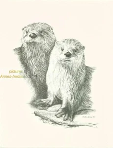 # 126 2 (TWO) OTTERS wildlife art print * pen & ink drawing by Jan Jellins - Picture 1 of 1