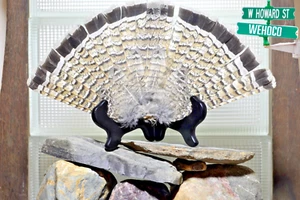 Mature Minnesota Ruffed Grouse Feathers Tail Fan Intermediate Color Phase - Picture 1 of 3