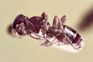 ANT Formicinae in COBWEB Fossil Inclusion Genuine BALTIC AMBER + HQ Pic 250525 - Picture 1 of 7