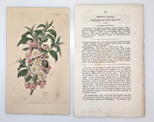 1815 Edwards Ridgway Botanical #27 Prunus Japonica Flowered Chinese Plum Tree - Picture 1 of 3