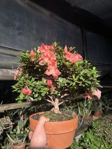 Satsuki Azalea, Flowers Bonsai. Red Flowers - Picture 1 of 3