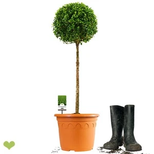 Buchsbaumstämmchen 75–80cm o. Topf – Stamm 50 cm – Premium – Container 5L – 7 J. - Bild 1 von 8