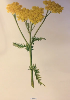 Antique Print 1900 Hulme Tansy Botanical Garden Flower Vintage Print — 第 1/4 张图片