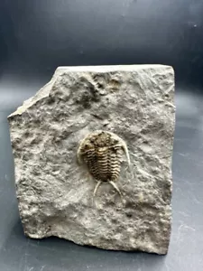 Trilobite Fossil - Cerarus pleurexanthemus - Ontario - Rare Silurian Specimen - Picture 1 of 5