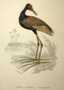 Oiseau ornithologie LE JACANA A CRÊTE JACANIDAE Gravure estampe de Cuvier 1829 - Imagen 1 de 2