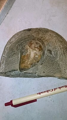 Turtle Fossil For Sale  Or Trade  - Image 1 of 4