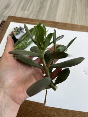 Crassula ovata Geldbaum - Bild 1 von 2