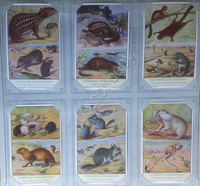 Liebig Holland Figures - S 1600 - Uitheemse Knaagdieren I Rosicanti Exotic 1954