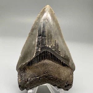 Great Colors Sharply Serrated 3,08" Fossil MEGALODON Haizahn - USA - Bild 1 von 6