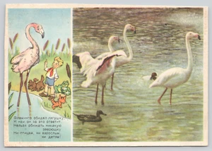 Postal extravagancia de flamencos dibujos animados Unión Soviética Rusia URSS - Imagen 1 de 3