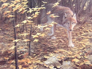 John Seerey-Lester Evening Fall Red Wolf Signed Art Print - Picture 1 of 1