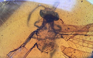 Raro Odonata (Dragonfly), inclusione fossile in ambra birmana - Foto 1 di 3
