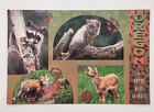Junge wilde Tiere Oregon Postkarte unveröffentlicht Debi Ottinger Smith-Western USA