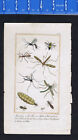 1830 Goldsmith - Gad Fly, Gnat, Tipula, Ichneumon, African Ant, INSECT Engraving