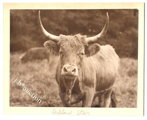 England HIGHLAND STEER Ochse / Landwirtschaft Rinder * Vintage "L" Foto um 1900 - Picture 1 of 1