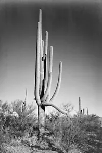 Ansel Adams Full Cactus in Saguaro National Monument, Arizona + Ships Free - Picture 1 of 3