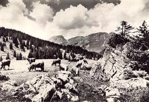 HOCHWEIDEN - Bild 1 von 1