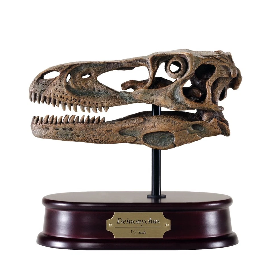 Deinonychus Dinosaur Skull Model 1/2 Scale Replica by DinoStoreus - Image 1 of 1