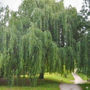 20 Weeping Willow Unrooted Cuttings. Fast growing shade tree. Free Shipping! - Picture 1 of 2