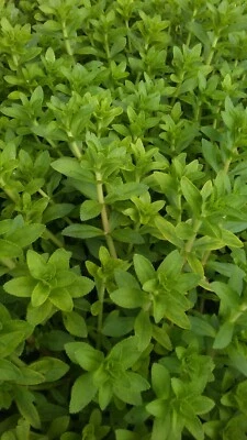 Arroz arroz hierba Limnophila aromatica, Ngo om, especia rau ngo, planta iniciadora viva  Foto 1 de 4