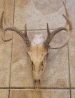 Rustic decor 14x18" taxidermy deer skull & antler mount