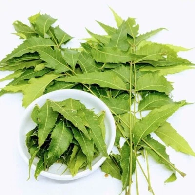 Freshly Picked 100 Dried NEEM LEAVES Ceylon Herbal Pure Organic Premium Quality - Image 1 of 4