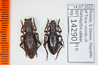 Eodorcadion Lutshniki Bicoloratum Russia Cerambycidae Pair A1 14290
