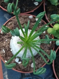 Albuca spiralis plantas de 5 cms aprox Planta joven Suculenta - Foto 1 di 3