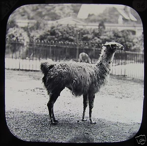 VICTORIAN Glass Magic Lantern Slide LLAMA C1890 IN CAPTIVITY ZOO - Picture 1 of 2