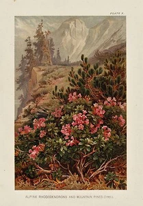 Alpine Mountain RHODODENDRONS Plant Picture Nat. Hist. Antique 1895 MATTED Print - Picture 1 of 8