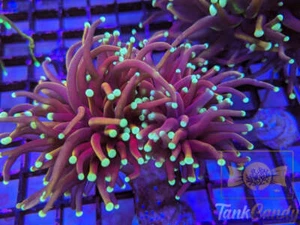 TC Orange Peel Torch Double WYSIWYG TB7 ~Live Coral Frag ~TankCandy~ - Picture 1 of 1