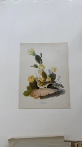 Stampa Audubon Vesper Sparrow Bird Roger Tory Peterson cactus litografia arte - Foto 1 di 5