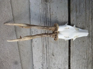 capital deer antler / real deer antler / deer horns / antlers - Picture 1 of 4